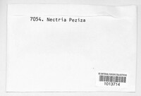 Hydropisphaera peziza image